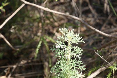 Actinotus helianthi, photographed by Greg Tasney