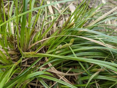 Carex depressa, photographed by Katarzyna Żarnowiec