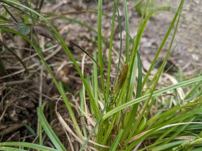 Carex depressa, photographed by Katarzyna Żarnowiec