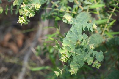 Pultenaea spinosa, photographed by Greg Tasney