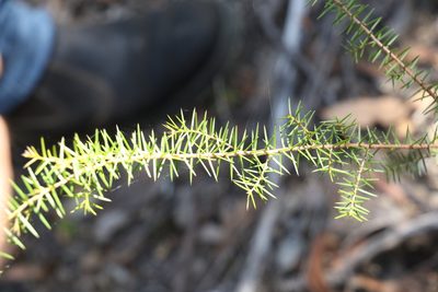 Acacia ulicifolia, photographed by Greg Tasney