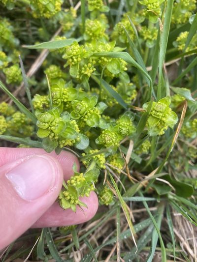 Cruciata taurica, photographed by Илья Руденко