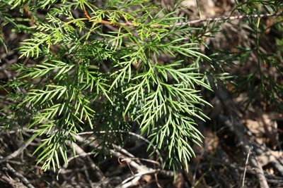 Lomatia silaifolia, photographed by Greg Tasney