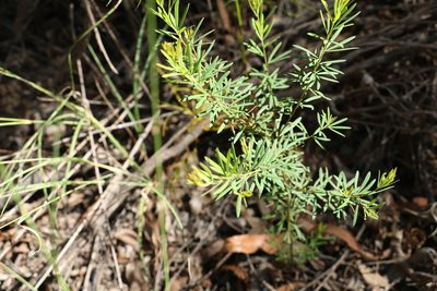 Gompholobium virgatum, photographed by Greg Tasney