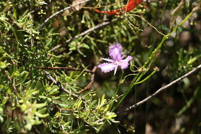 Thysanotus tuberosus, photographed by Greg Tasney
