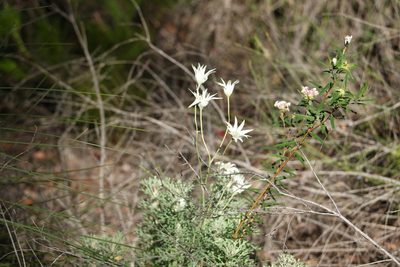 Actinotus helianthi, photographed by Greg Tasney