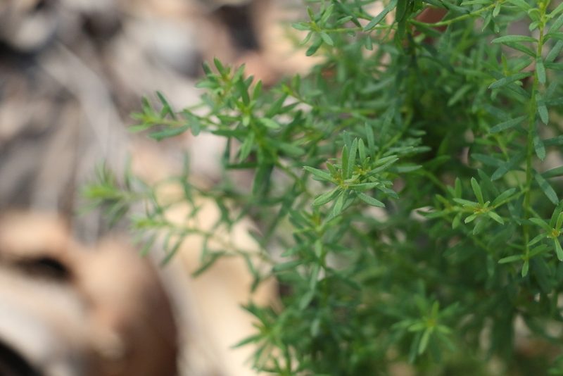 Platysace ericoides, photographed by Greg Tasney