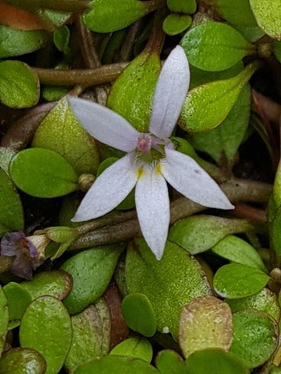 Lobelia fatiscens, photographed by gnapp
