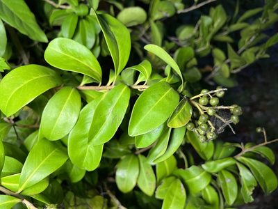 Ardisia escallonioides, photographed by Carrie Seltzer