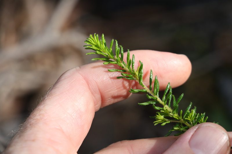 Dillwynia phylicoides, photographed by Greg Tasney