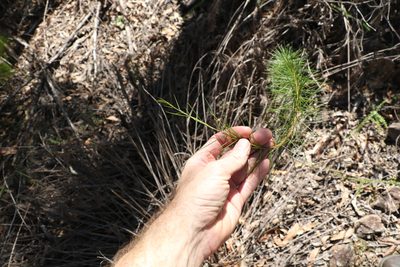 Acacia quadrilateralis, photographed by Greg Tasney