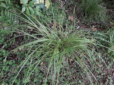 Carex forsteri, photographed by naturewatchwidow