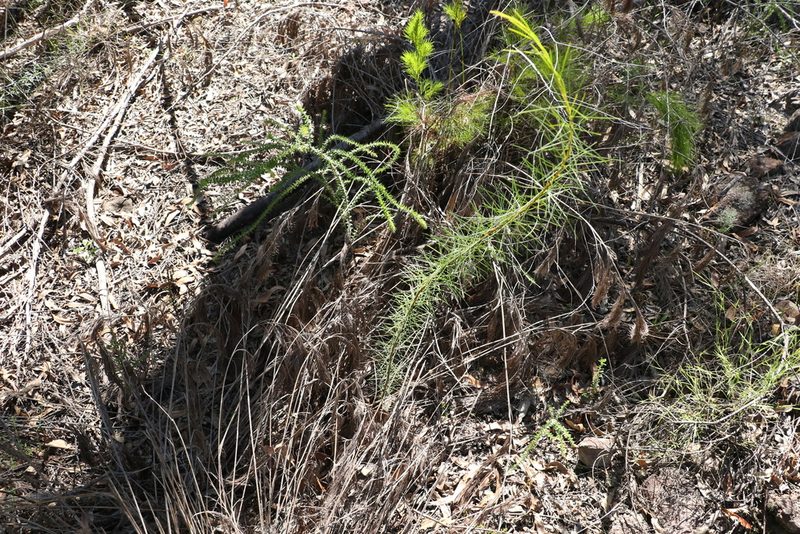 Acacia quadrilateralis, photographed by Greg Tasney