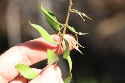Persoonia sericea, photographed by Greg Tasney