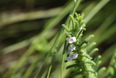 Chloanthes parviflora, photographed by Greg Tasney