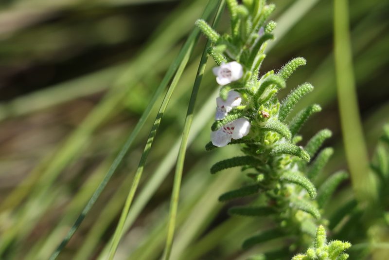 Chloanthes parviflora, photographed by Greg Tasney