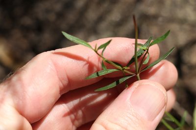 Opercularia diphylla, photographed by Greg Tasney
