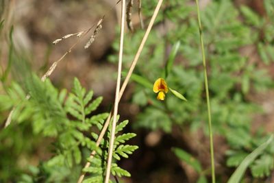 Zornia dyctiocarpa, photographed by Greg Tasney