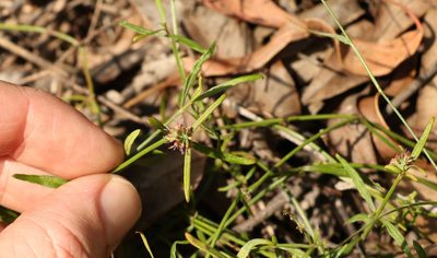 Opercularia diphylla, photographed by Greg Tasney