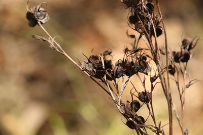 Haemodorum austroqueenslandicum, photographed by Greg Tasney