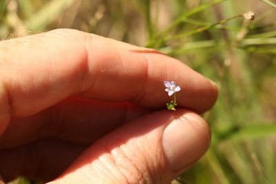 Wahlenbergia gracilis, photographed by Greg Tasney