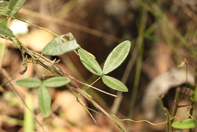 Glycine cyrtoloba, photographed by Greg Tasney