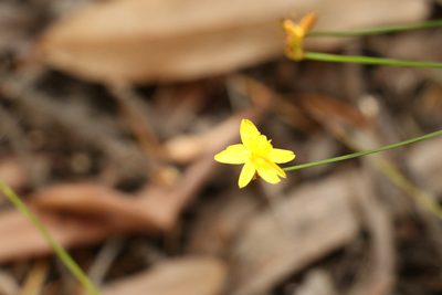 Tricoryne elatior, photographed by Greg Tasney