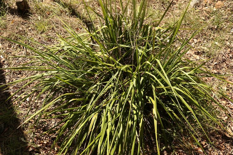 Dianella brevipedunculata, photographed by Greg Tasney