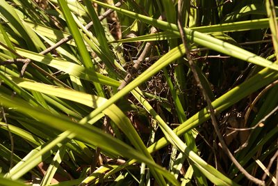 Dianella brevipedunculata, photographed by Greg Tasney