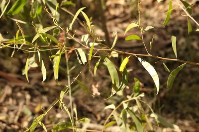 Acacia julifera, photographed by Greg Tasney