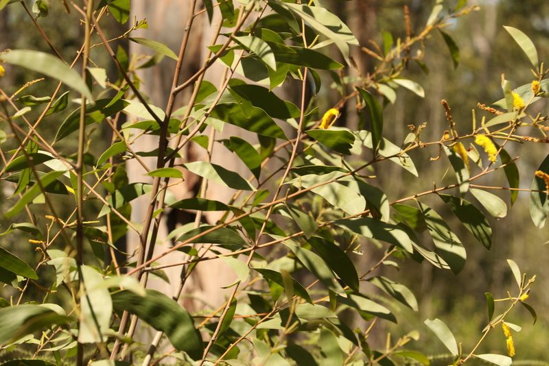 Acacia julifera, photographed by Greg Tasney
