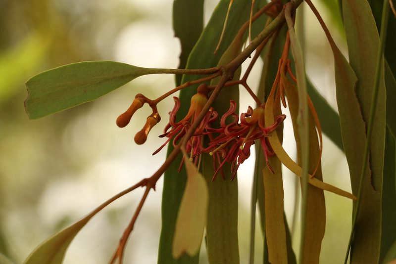 Amyema bifurcata, photographed by Greg Tasney