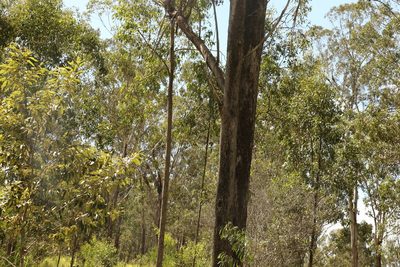 Eucalyptus moluccana, photographed by Greg Tasney