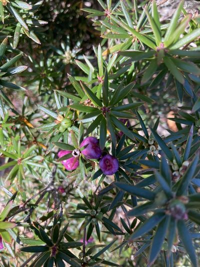 Cyathodes glauca, photographed by krumpianking