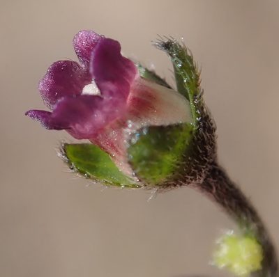 Cynoglossum hispidum, photographed by Nicola van Berkel