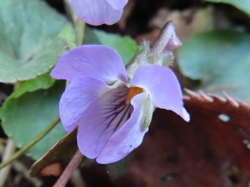 Viola hondoensis, photographed by Timur Kalininsky