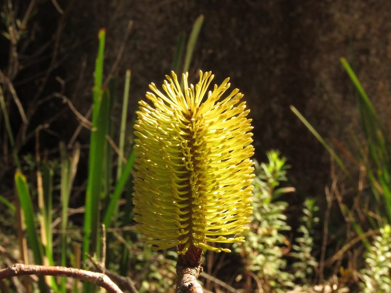 Banksia canei, photographed by Donald Hobern