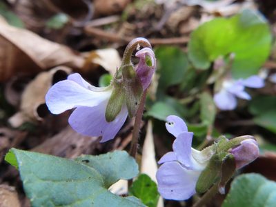 Viola hondoensis, photographed by Timur Kalininsky