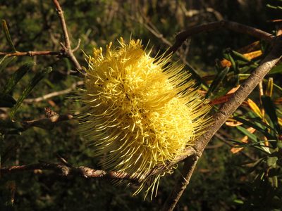 Banksia canei, photographed by Donald Hobern