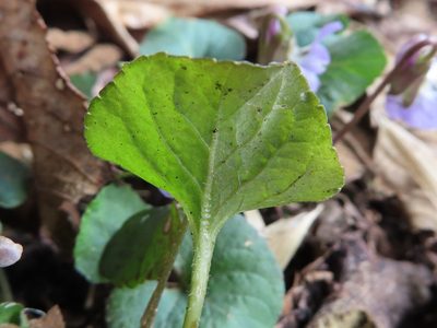 Viola hondoensis, photographed by Timur Kalininsky