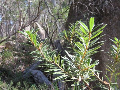 Banksia canei, photographed by Donald Hobern