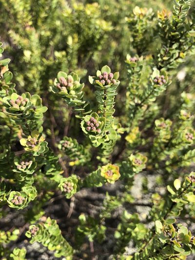 Leionema rotundifolium, photographed by Samuel Frankel
