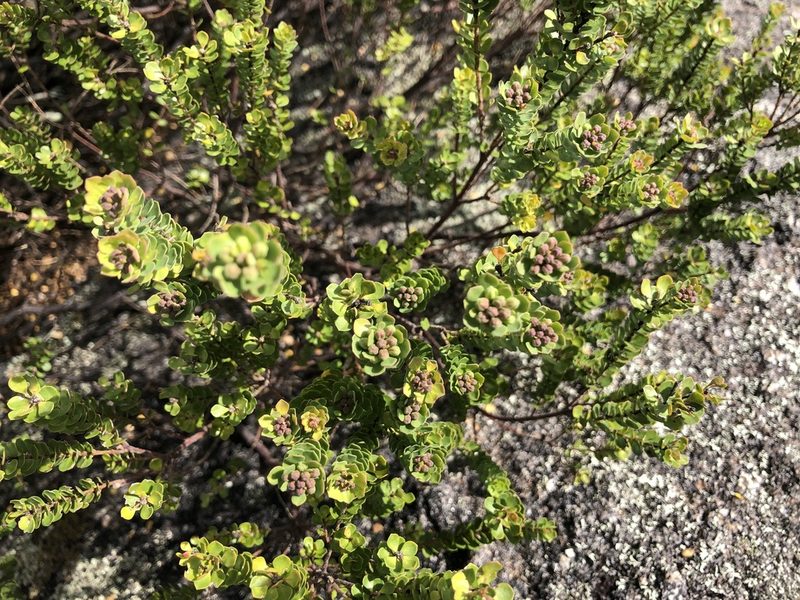 Leionema rotundifolium, photographed by Samuel Frankel