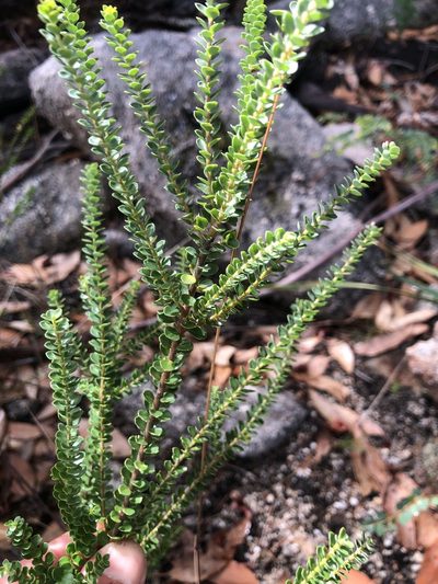 Leionema rotundifolium, photographed by Samuel Frankel
