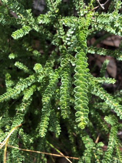 Leionema rotundifolium, photographed by Samuel Frankel