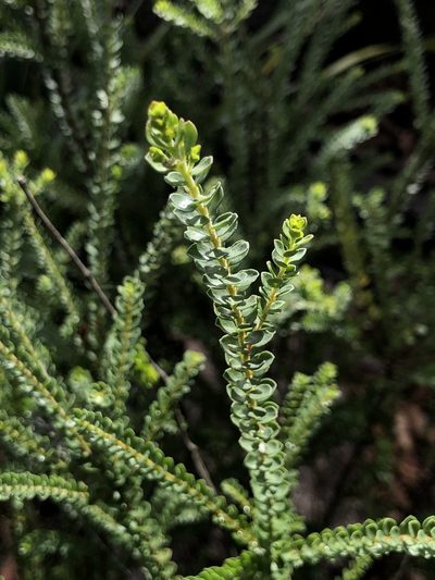 Leionema rotundifolium, photographed by Samuel Frankel
