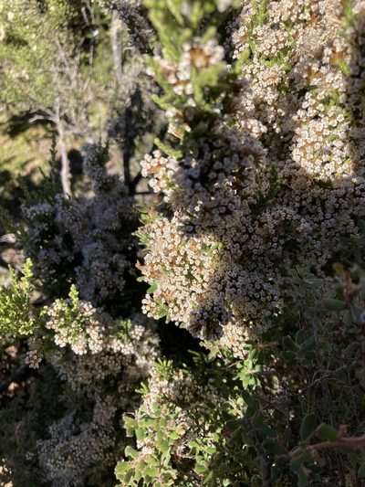 Ozothamnus hookeri, photographed by krumpianking