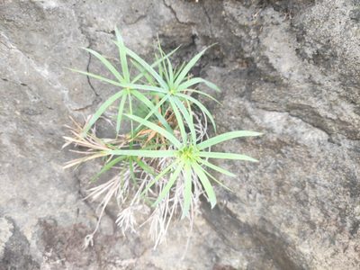 Cyperus alternifolius, photographed by Augustin Soulard