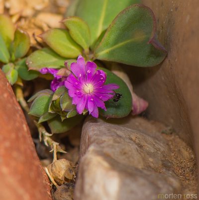 Corbichonia decumbens, photographed by Morten Ross