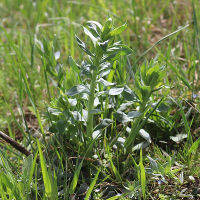 Linaria genistifolia, photographed by Юрий Данилевский (Yuriy Danilevsky)